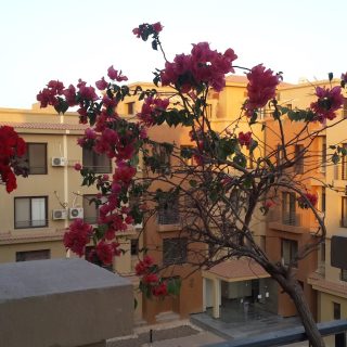 Book a unit 225m in Lacasa Compound Sheikh Zayed