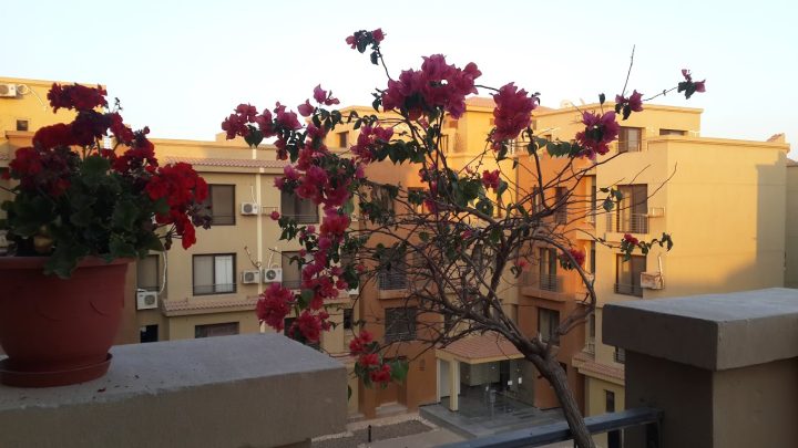 Book a unit 225m in Lacasa Compound Sheikh Zayed